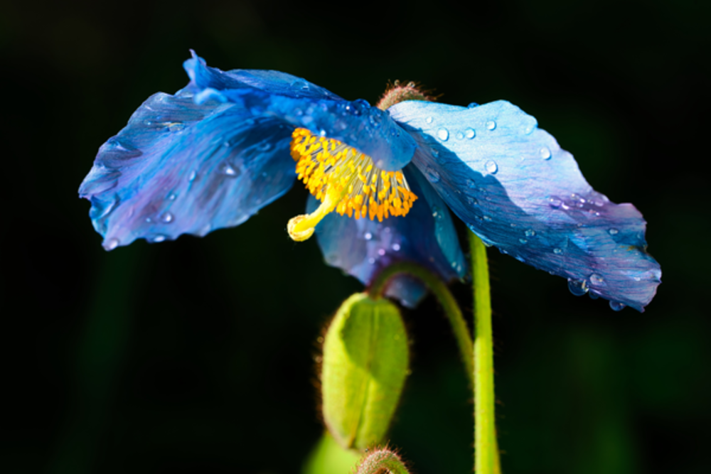 Flower showing overlapping petals, slender style and prominent stigma. AJ.